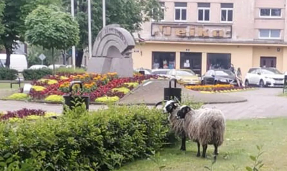 Фото статьи