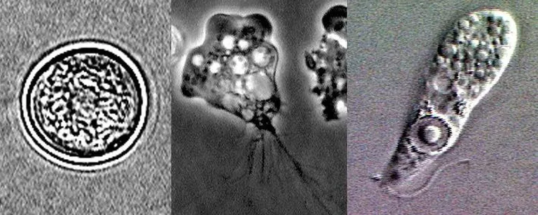 Naegleria fowleri elutsükli etapid.
