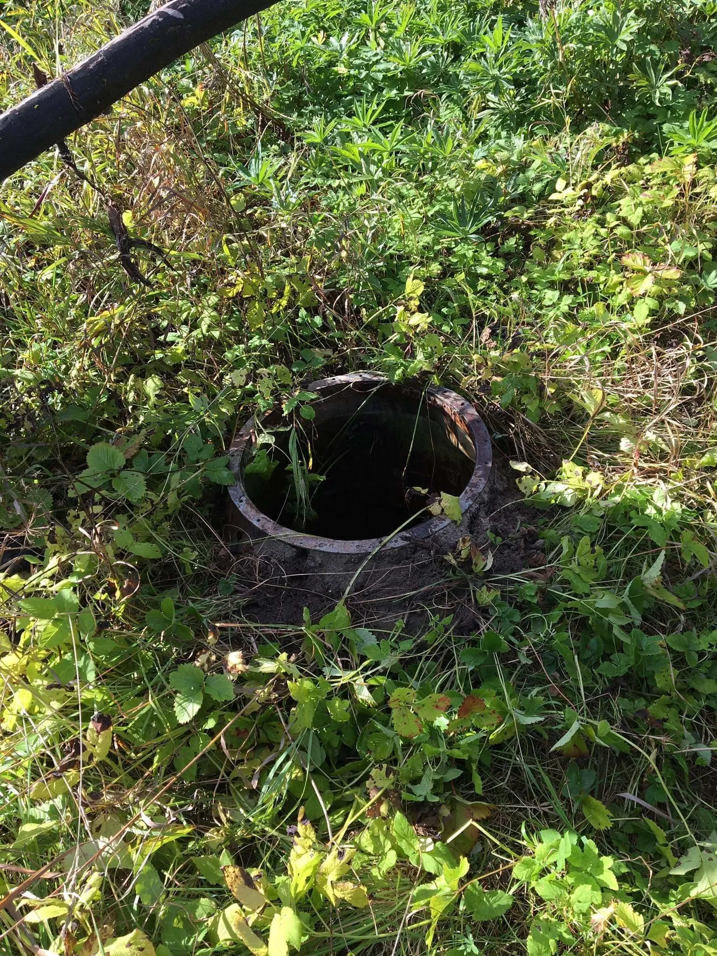 Колодец в который упала собака.