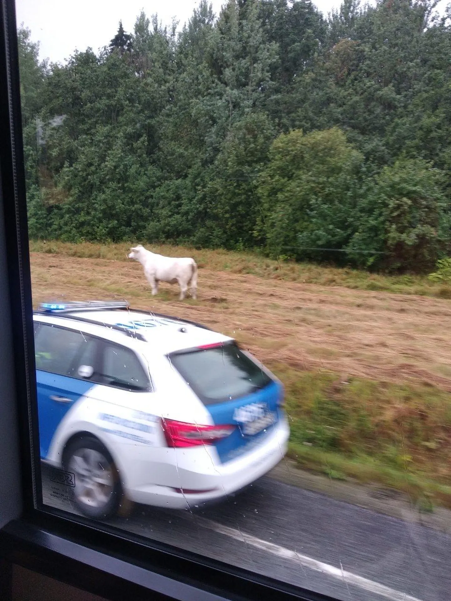 Politsei turvas kolmapäeva varahommikul Rakvere–Haljala teel valget lehma.