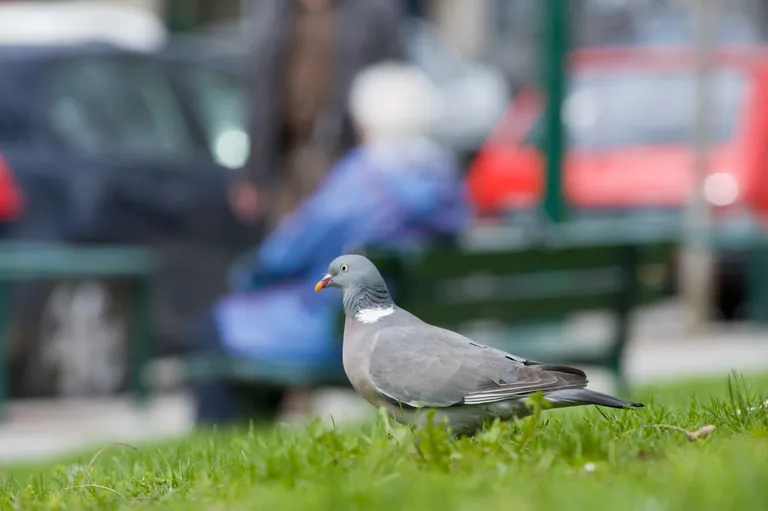 Kaelustuvi (Columba palumbus). Pilt on illustreeriv