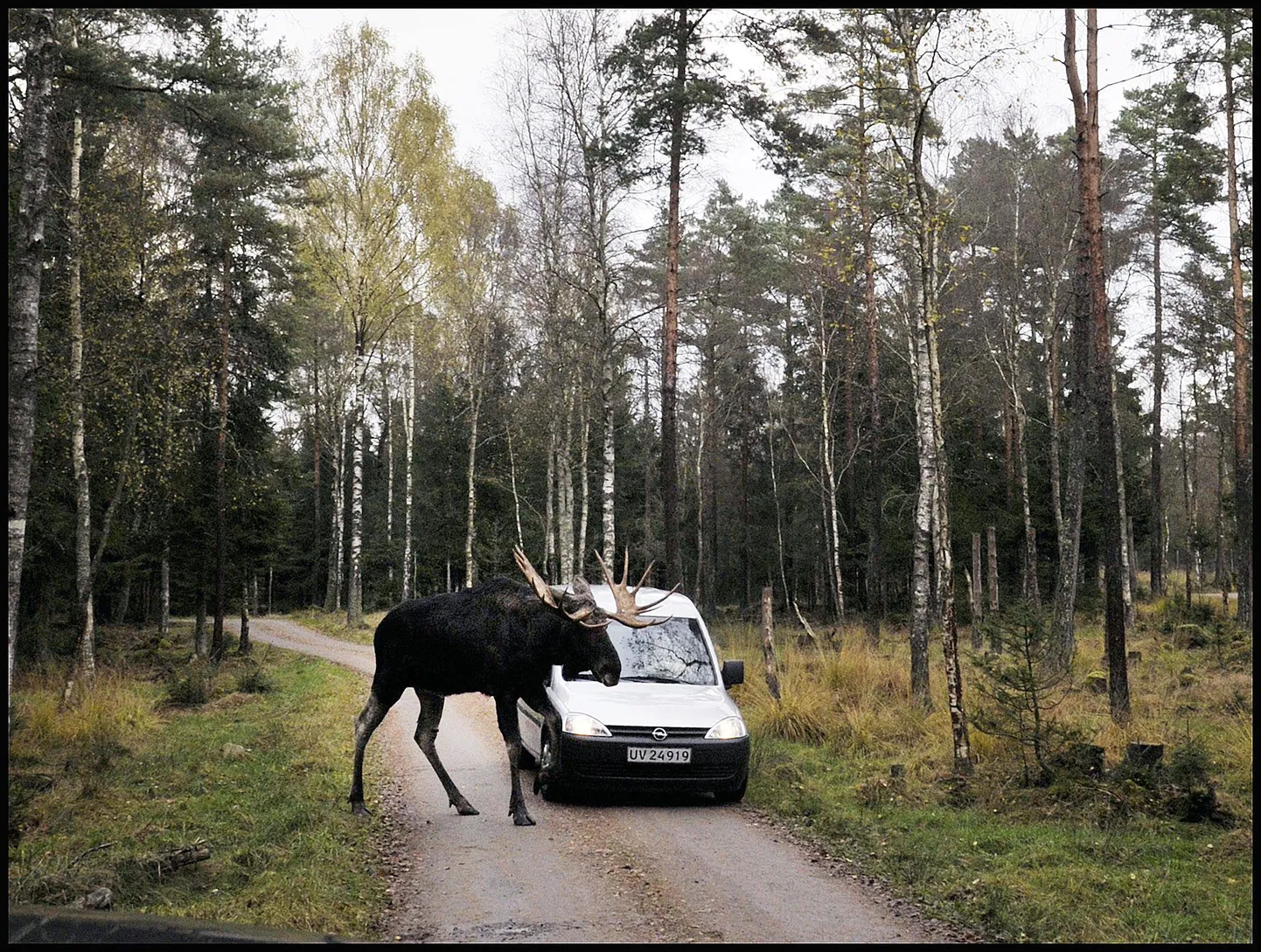 Põder ja auto