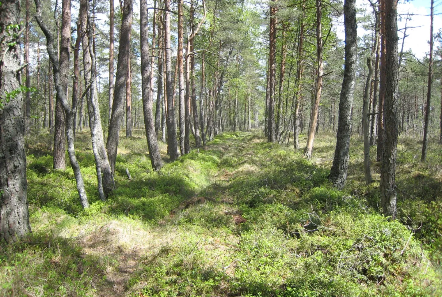 Üle-Eestilise tähtsusega kaugmaanteena kaotas "pohla sõjatee" oma tähtsuse 18. sajandil.