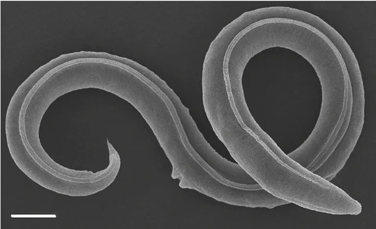 Igikeltsast äratatud ümaruss Panagrolaimus kolymaensis