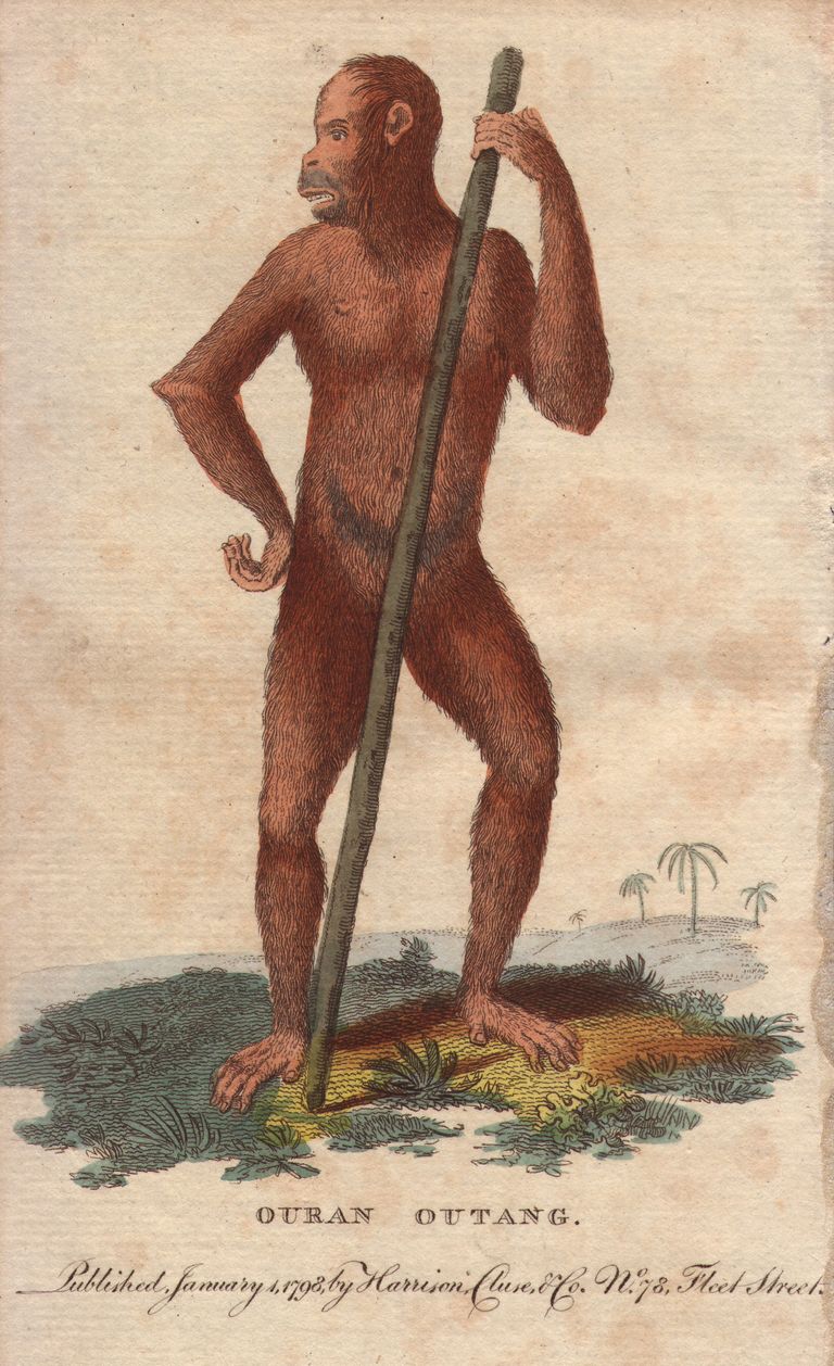 19. sajandi joonistus orangutanist, kes väidetavalt nägi välja nagu inimene