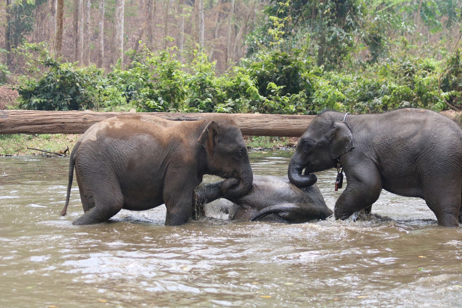 Kolm noort elevanti koos mudavanni nautimas.