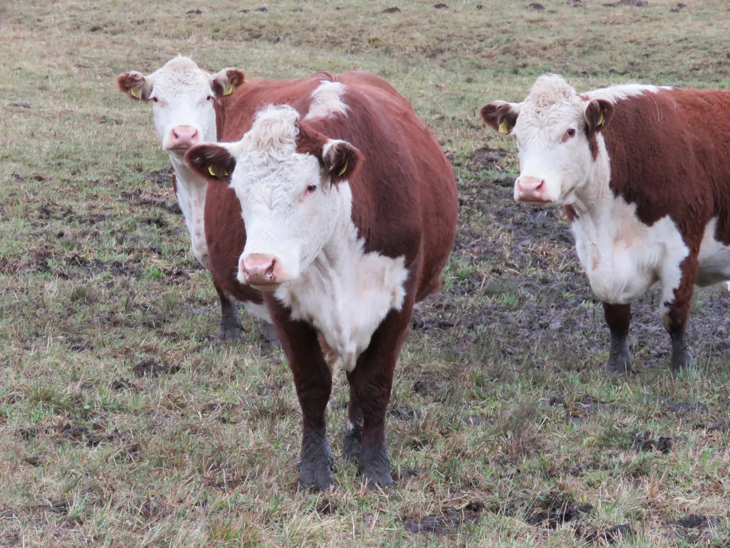 Teiste hulgas saavad toetust lihaveiste kasvatajad.