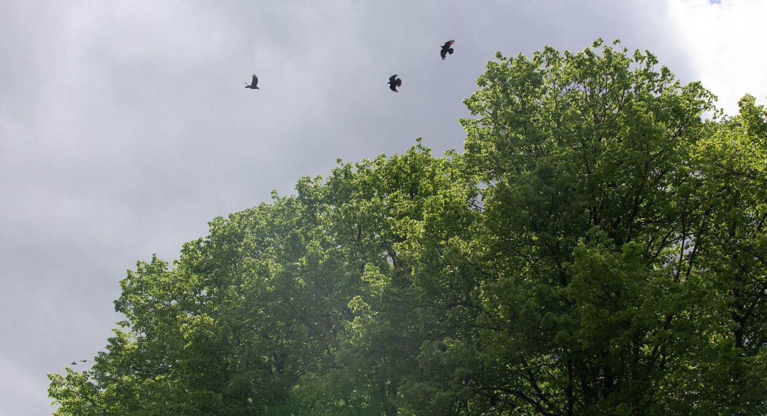 Vabadussillalt parki jalutades kuuleb künnivareste hoiatavat kraaksumist kaugele. Mitmed varesed lendavad puude kohal ja püüavad poegi kajakate eest kaitsta.