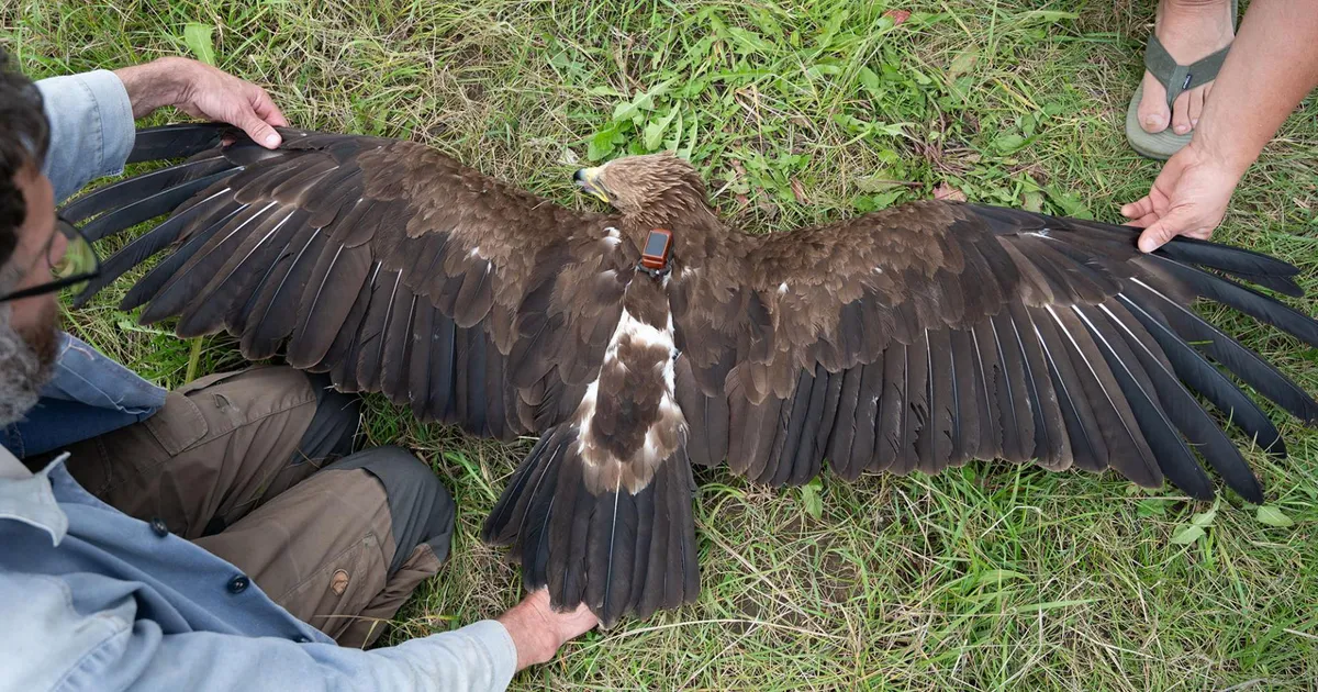 TARK TARTU ⟩ Haruldane konnakotkas märkab Ukraina taevast tanke ja sõjameeste roode ning satub ka ise ohtu