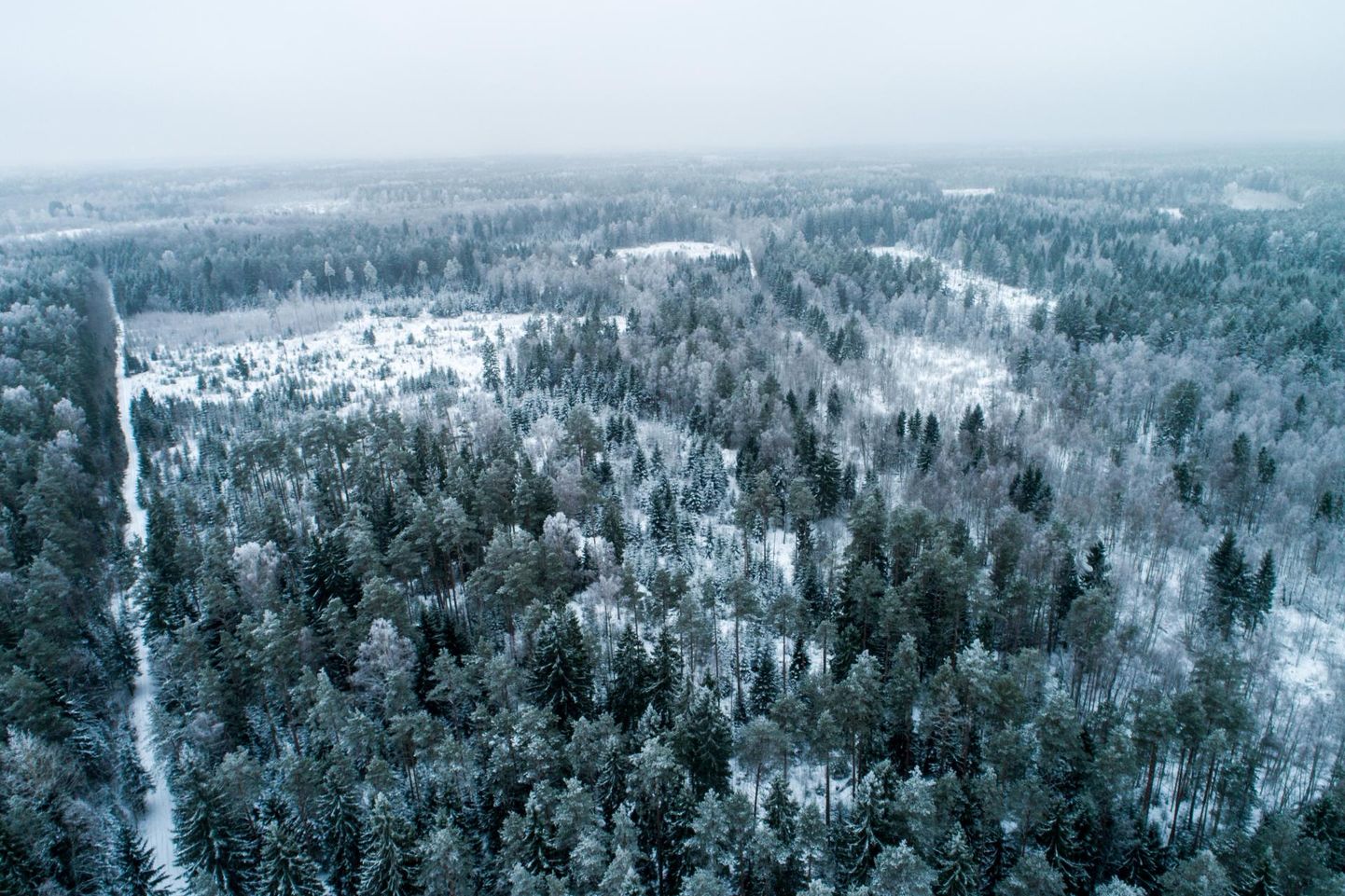 Kuna aluskaartide uuendamisega suurenes Eestis metsamaa ligi 62 000 hektari võrra, võis nii mõnigi maaomanik avastada, et temast on saanud metsaomanik.