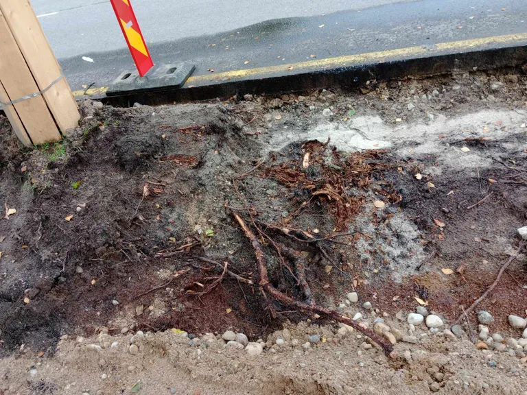 Kas Supeluse tänaval sae eest pääsenud kased sellise teeremondi üle elavad, näeme paari suve pärast.