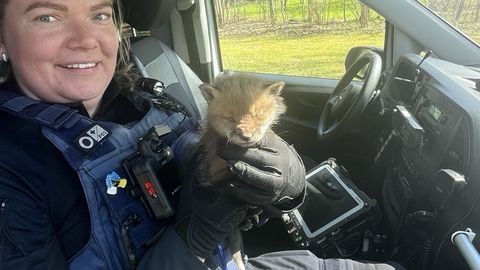 Politsei päästis Toilas rebasepoja kurja varese käest