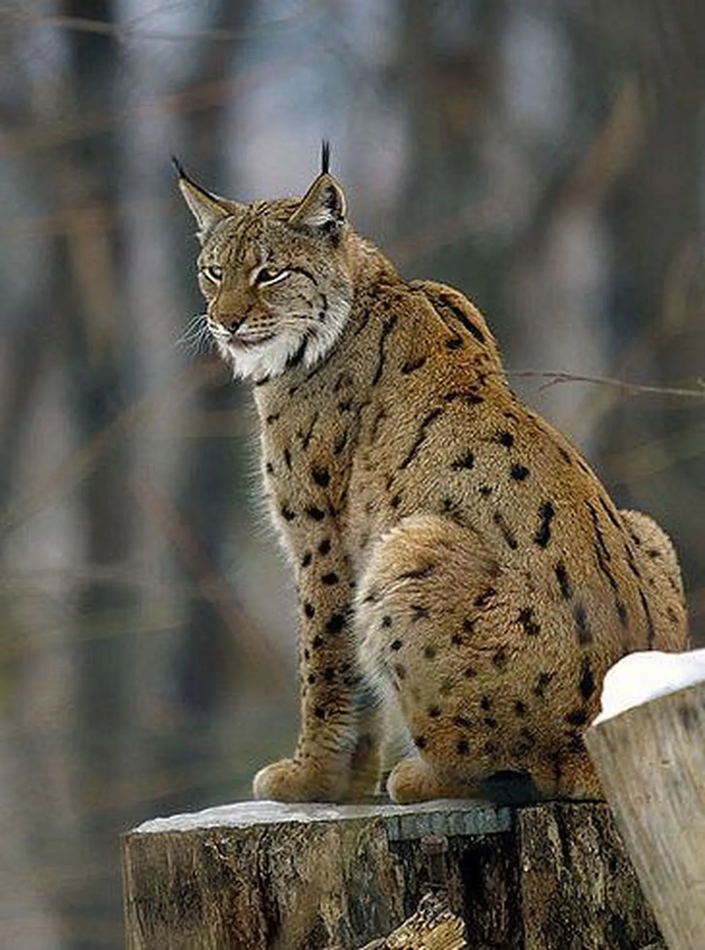 Ilves