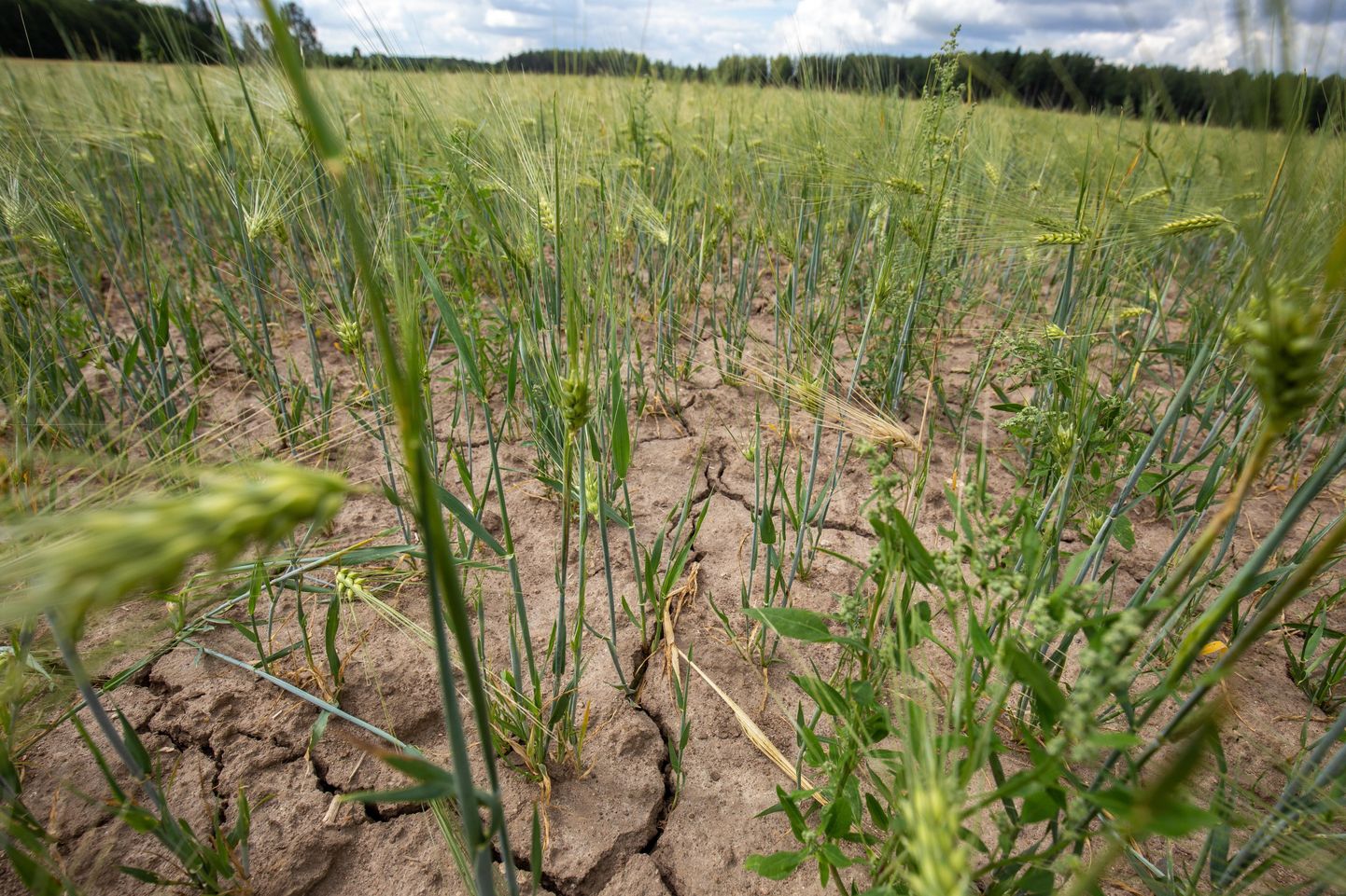 Sademetevaene ilm on mõjutanud taimede kasvu üle Eesti. Ilmateenistuse andmetel oli keskmine sademete hulk selle aasta mais ligikaudu 60 protsenti väiksem võrreldes pikaajalise keskmisega.