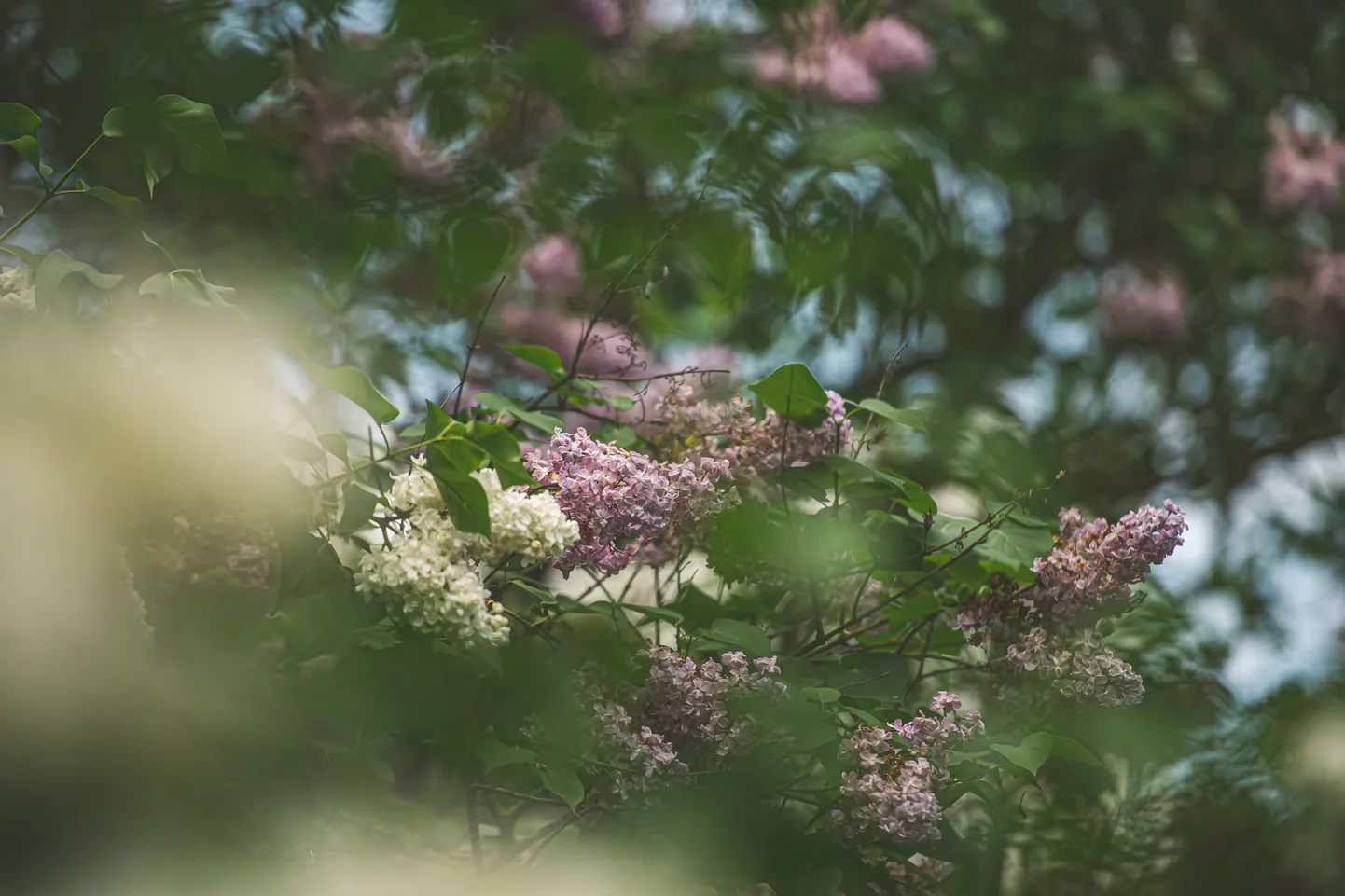 Foto: Vasarīgas smaržas pavadīta ziedēšana Latvijas Universitātes botāniskajā dārzā