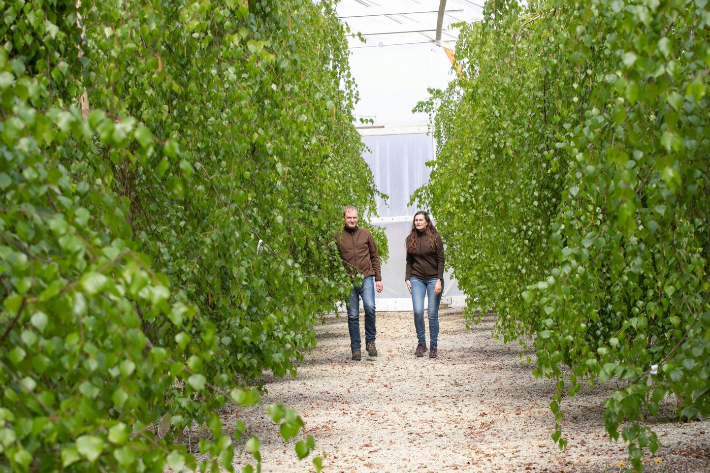 Anneli Laigu ja Aivo Vares Eesti ainsas kasekasvuhoones, mis võimaldab ­kaselt kvaliteetse seemne kiiresti kätte saada.