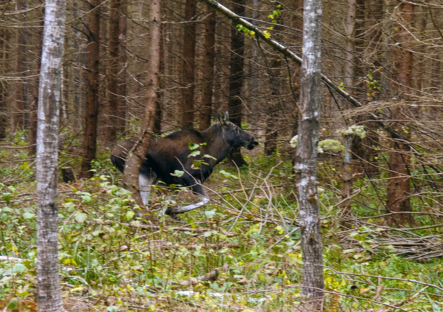 Põder. Foto on illustratiivne.