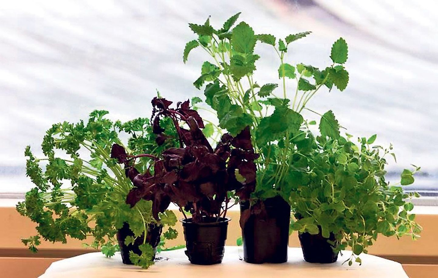 Heade tingimuste korral kasvavad taimed ka aknalaual suureks ja lopsakaks.