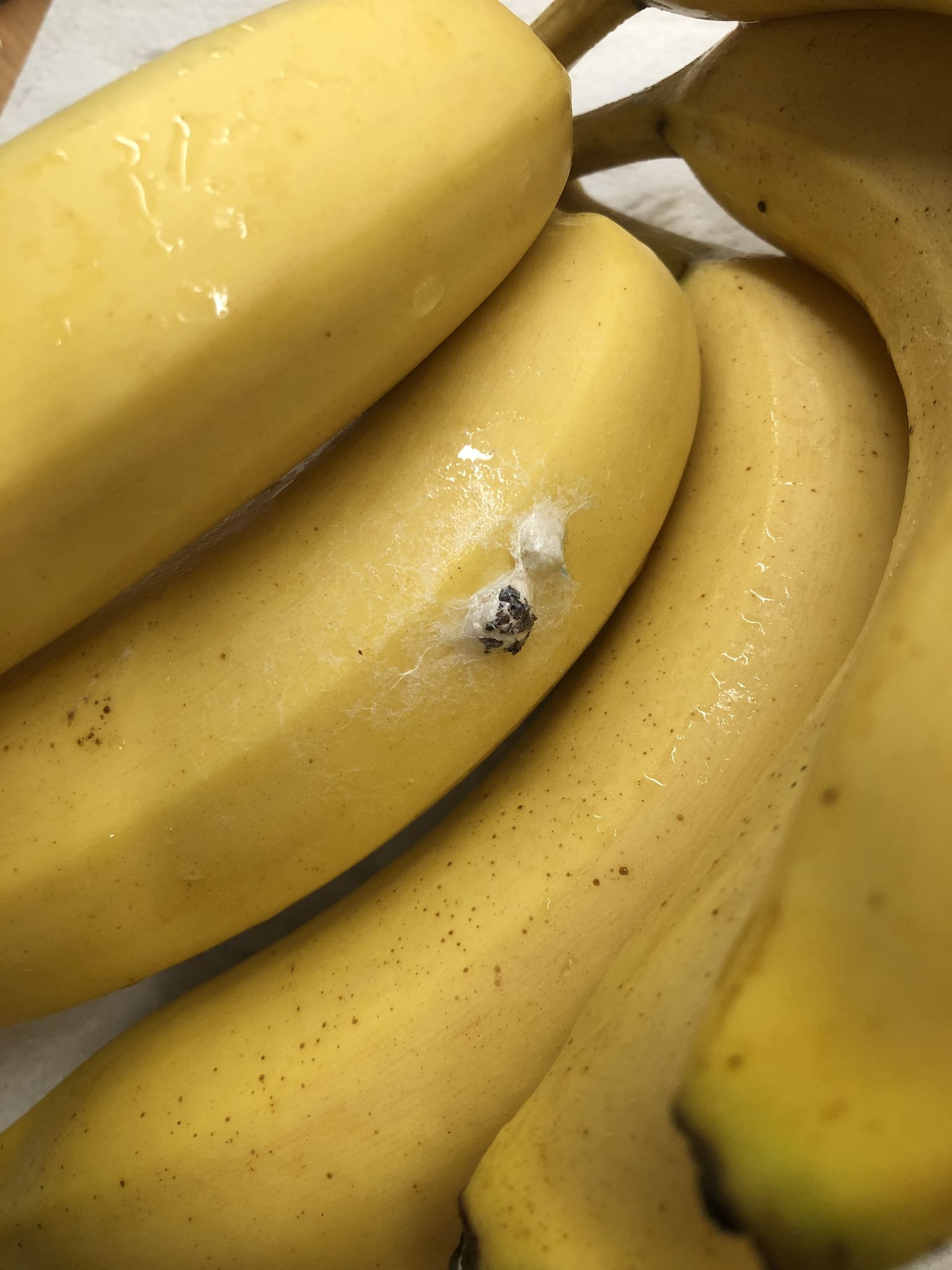 Ämblik banaanil