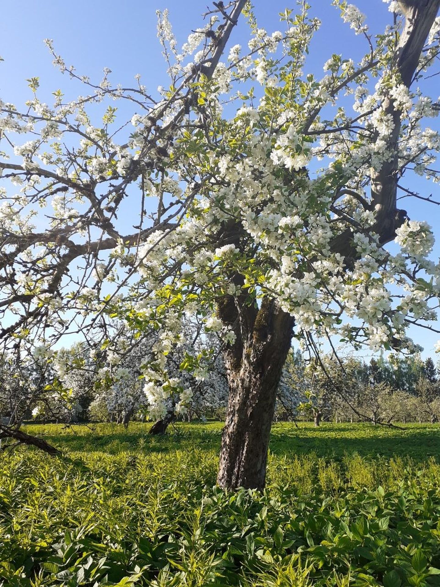 Juba 1947. aastal rajatud õunaaeda on uuendatud ja see särab kevadel õiteilus, sügisel annab aga korralikku saaki.