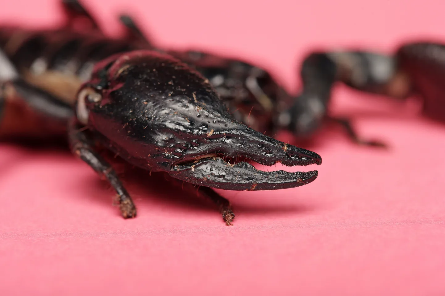 Skorpion