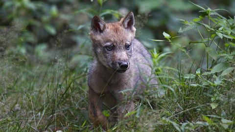Hundiperedes käib vilgas kutsikaelu