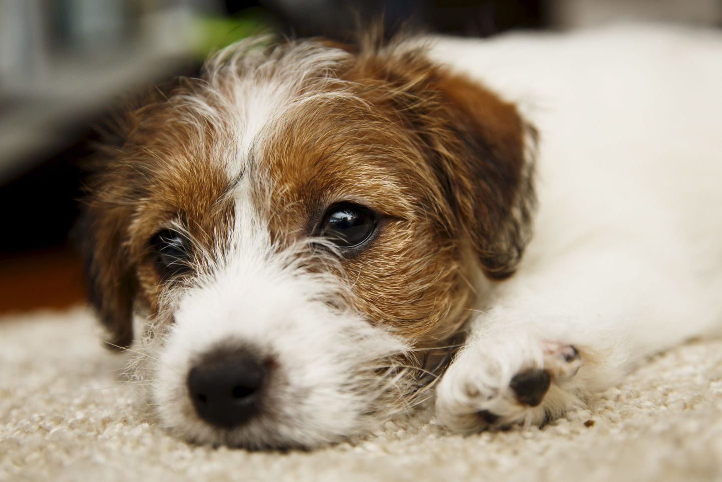 Jack russel on üks enam kui kolmekümnest koeratõust, kelle seas esineb kurtust sagedamini