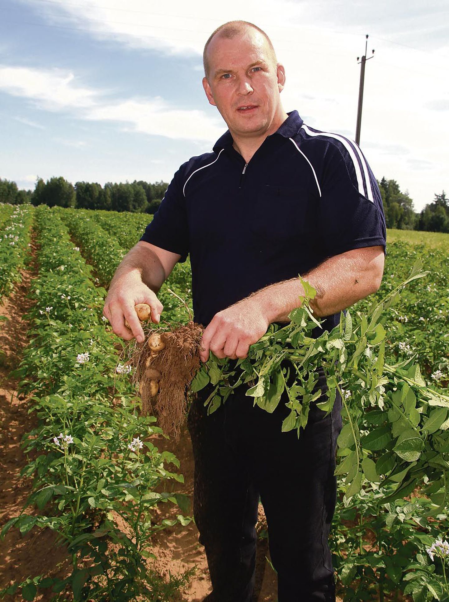 Kooliõpetaja, Saarde valla Sillaotsa talu peremees Raivo Tõnisson kasvatab nelja sorti kartuleid, millest “Reet” kui varajasim on põua kiuste kasvatanud korralikud mugulad.