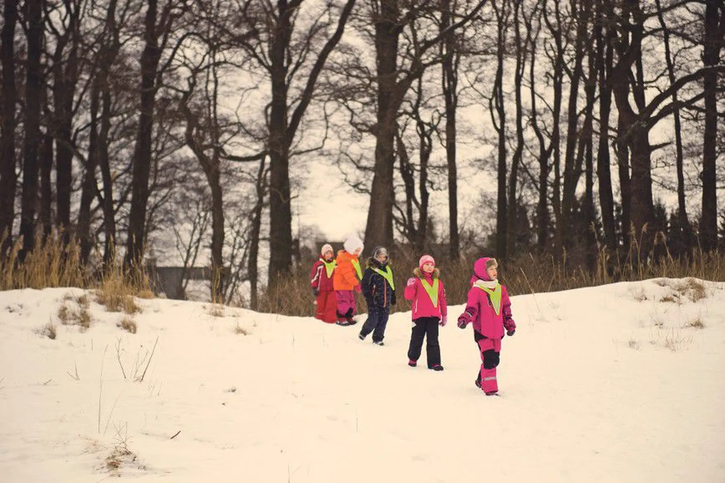 В рамках зимней кампании RMK, которая состоялась в феврале этого года, ребятишки из Таллиннского детсада «Муху» вместе с гидом учились понимать зимнюю природу.