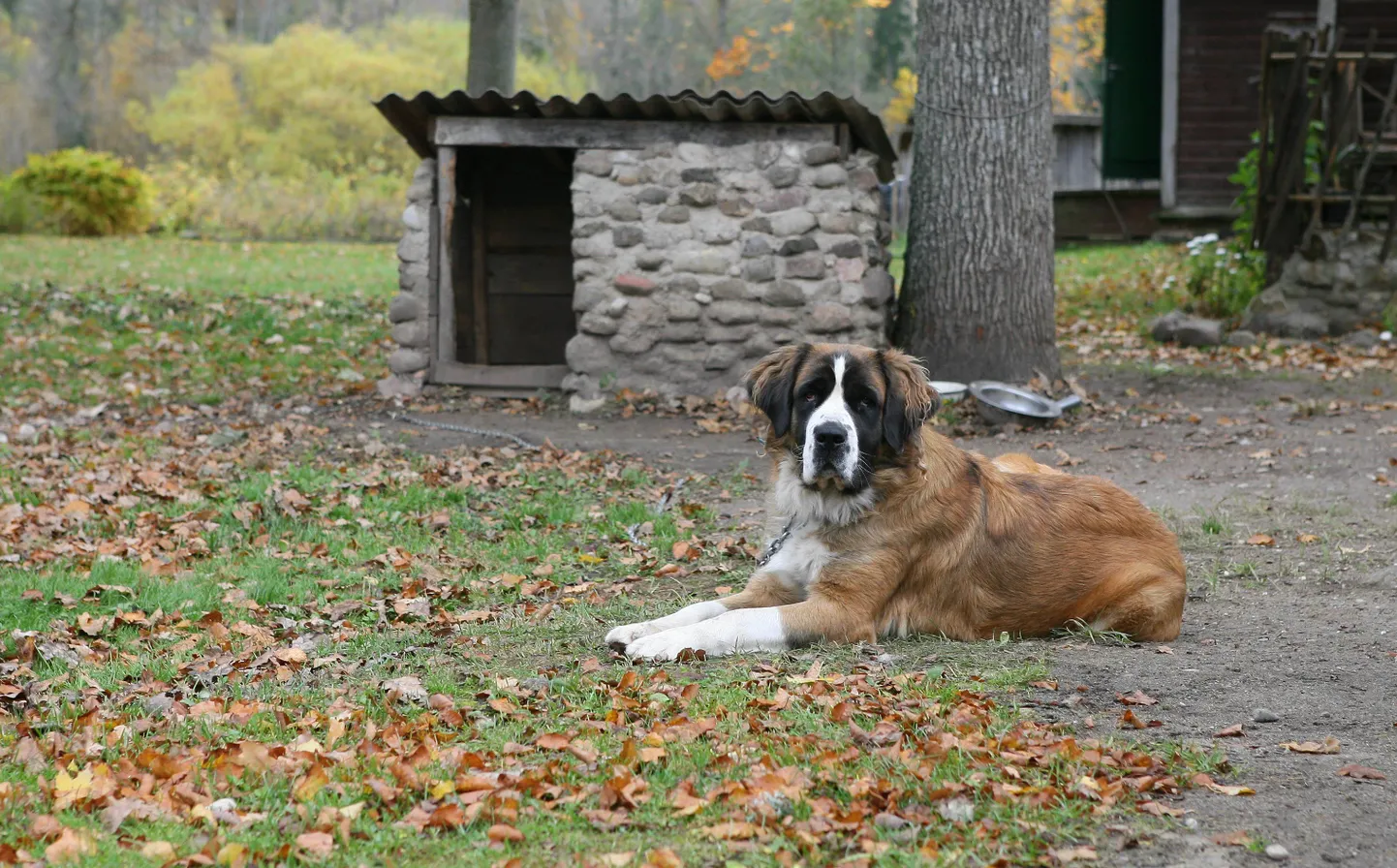 Viljandimaal Tuhalaane külas asuv kivist koerakuut peaks koerailma eest hästi kaitsma.