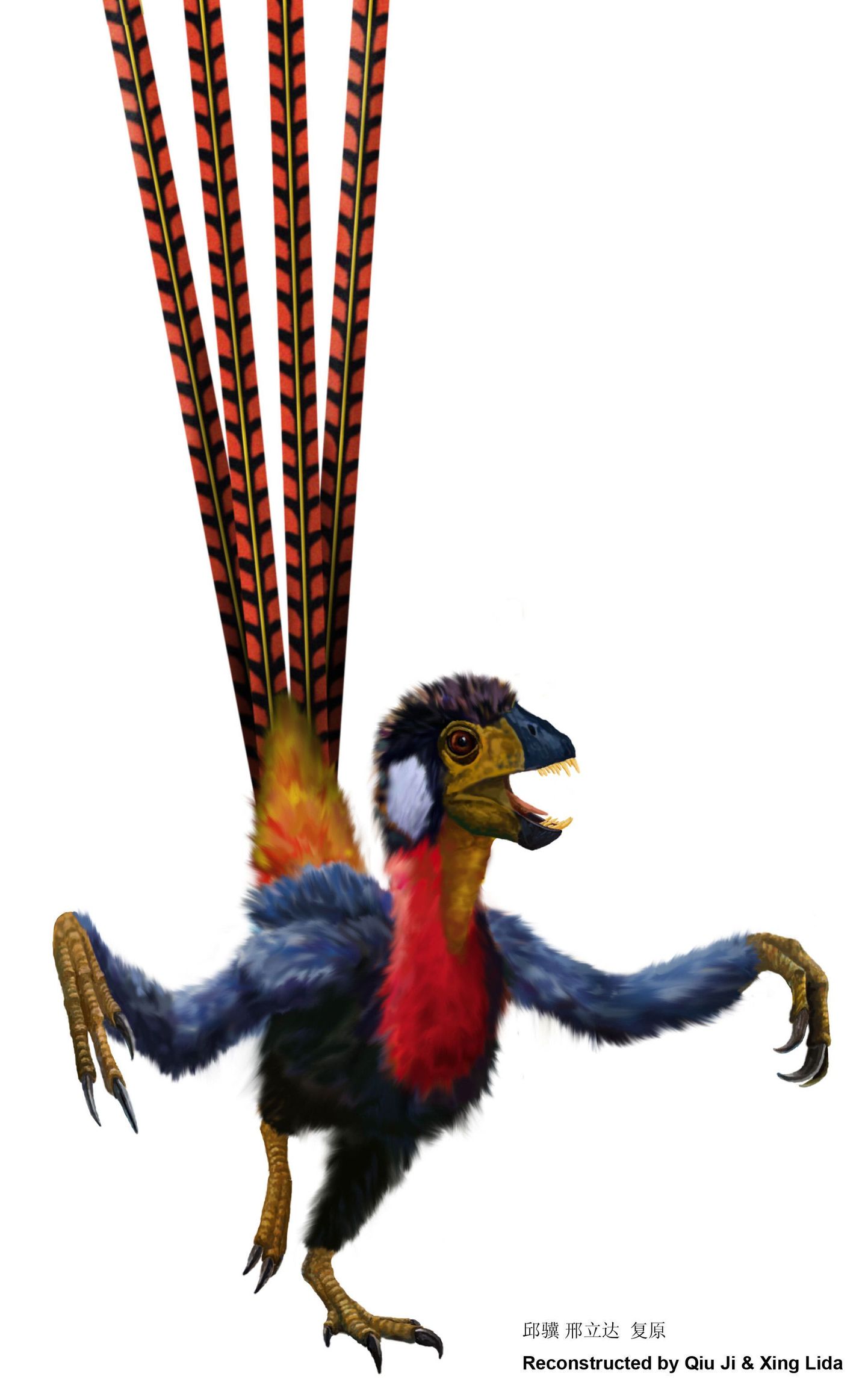 Kunstniku nägemus lindude esivanemast Epidexipteryx hui`st