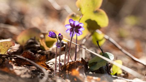 Kevadine soojenemine: järgmistel päevadel oodata kuni 18 kraadi