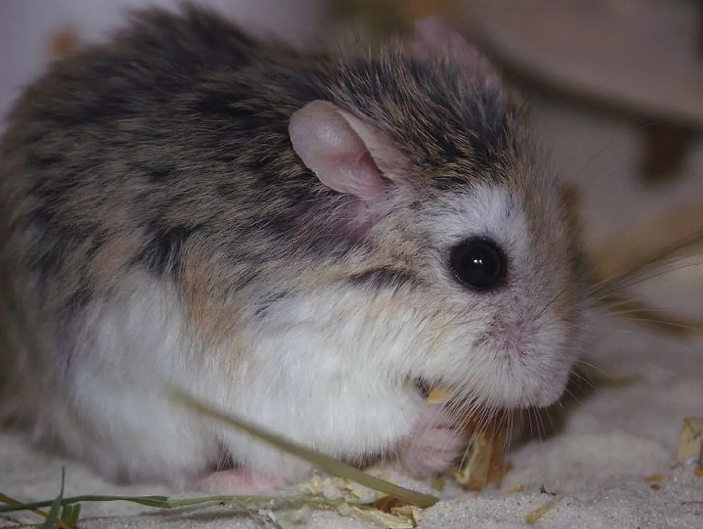 Hamster
