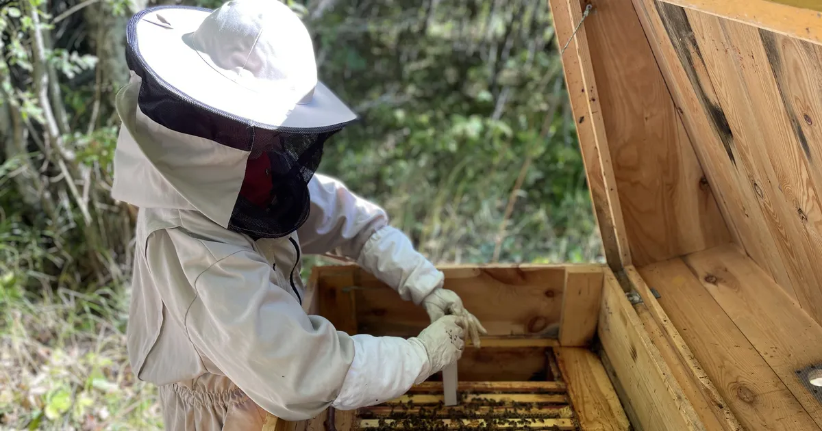 Un stup talentat i-a implicat pe elevii Școlii Cortna în apicultura
