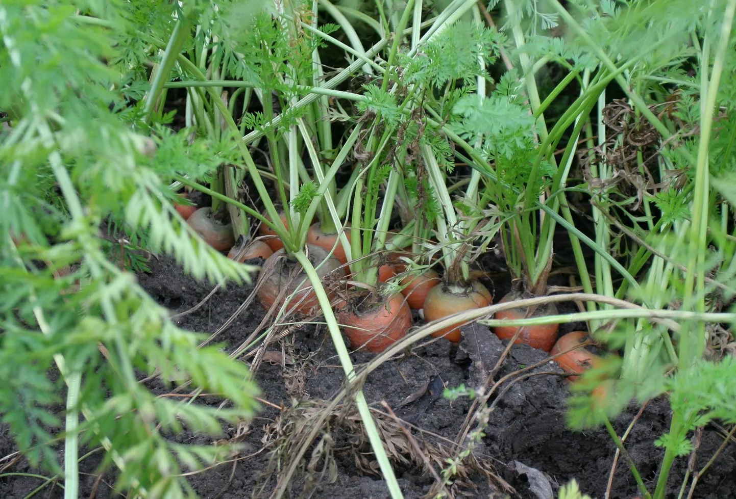 Mullas kasvavad juurviljad ei ole kõigile harjumuspärane vaatepilt.
