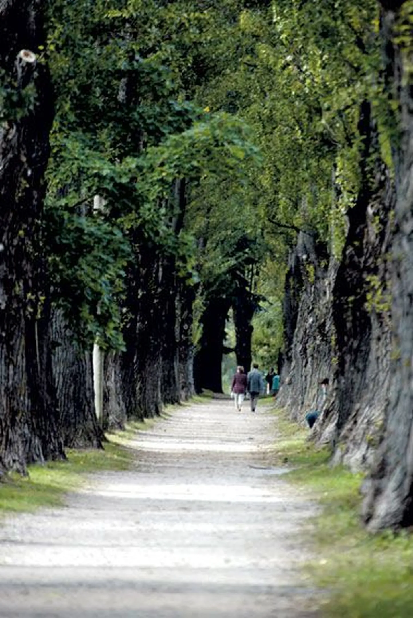 Emajõeäärne papliallee.