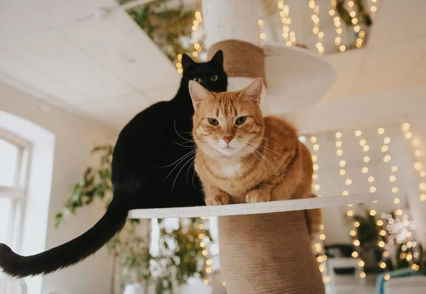 Котокафе Kotoffski