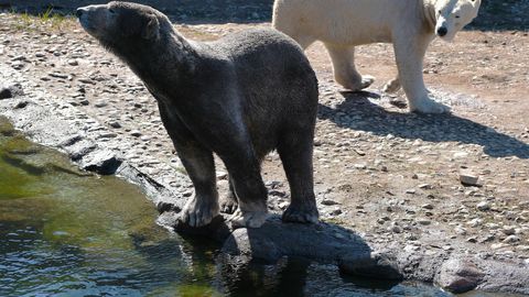 LOOMARIIK ⟩ Kevadised rõõmud: pori, pojad ja päikeses peesitamine