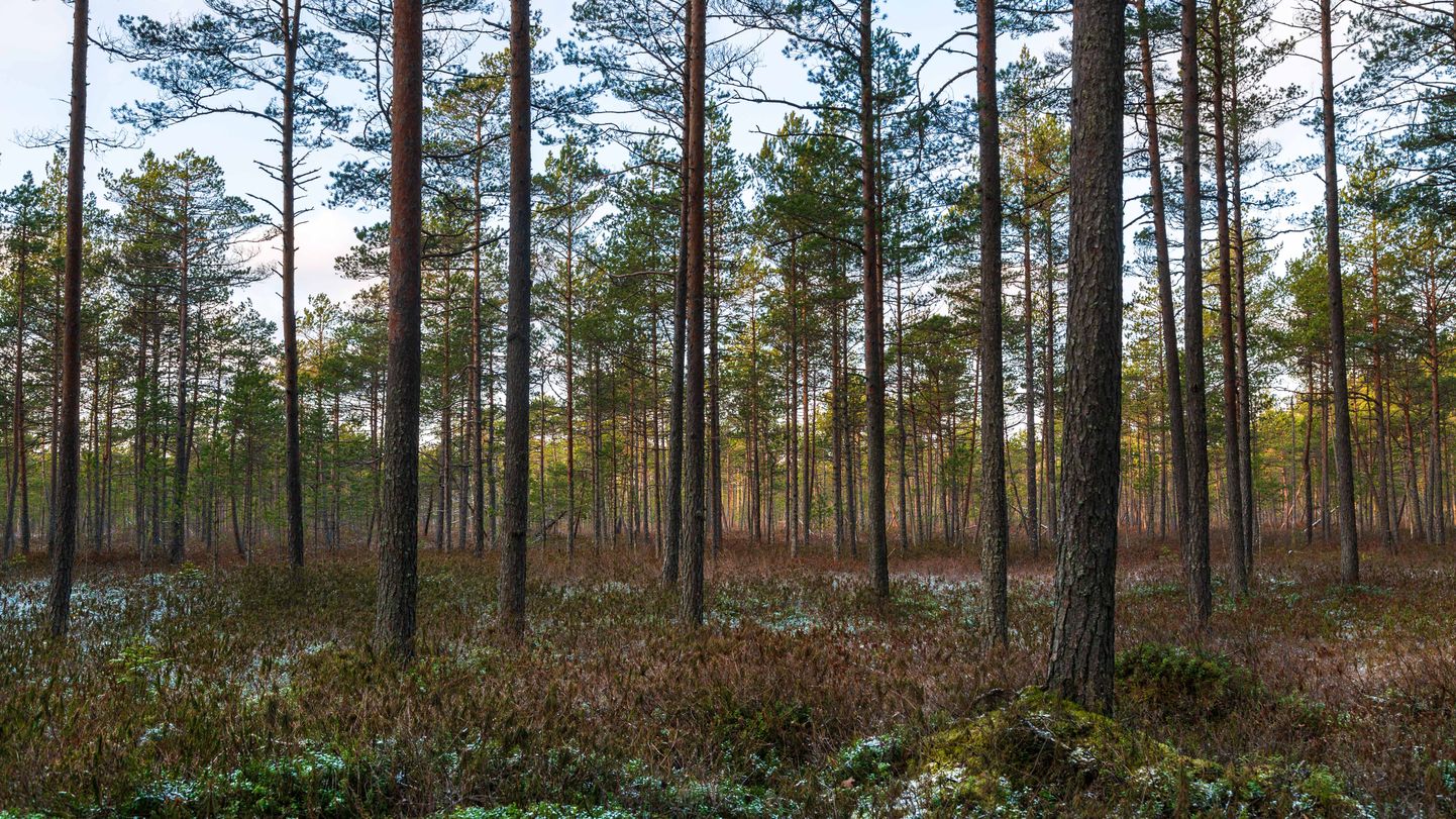 Maaülikooli metsateadlased avastasid, et metsade pindala on ligi 90 000 hektari võrra suurem.