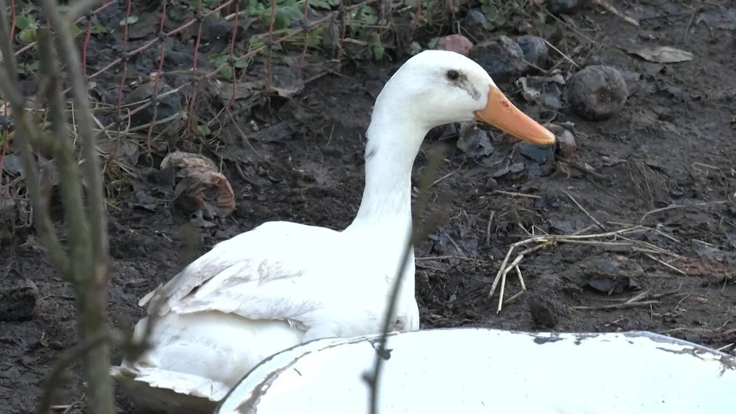 Raksta foto