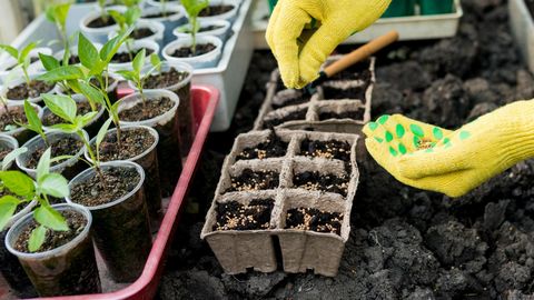 Seemned mulda: kuidas võimalikult lihtsalt toimetada