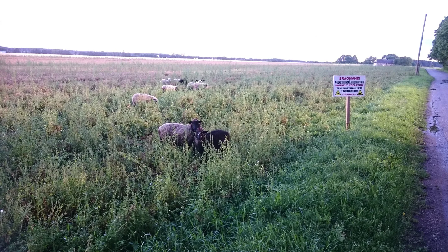 Aa hooldekodu kõrval peetavad lambad käivad järjekindlalt maiustamas kõrval asuvatel Sigwari põldudel.