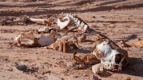 Torm Ciara paiskas Šoti rannale kummalise skeleti