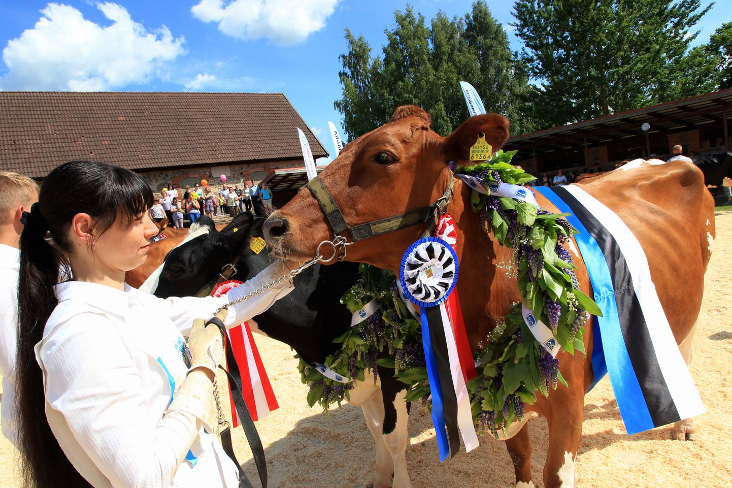 Eesti Tõuloomakasvatajate Ühistu korraldab kauneima piimalehma valimise konkursi VISS juba 30. korda.