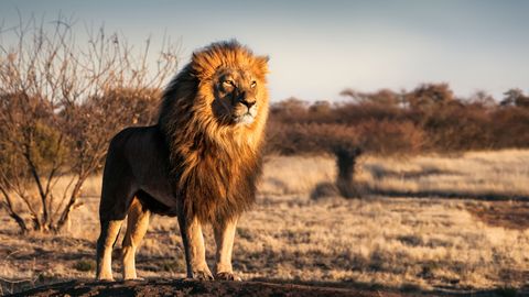 Kurb päev loomasõprade jaoks: suri maailma vanim lõvi