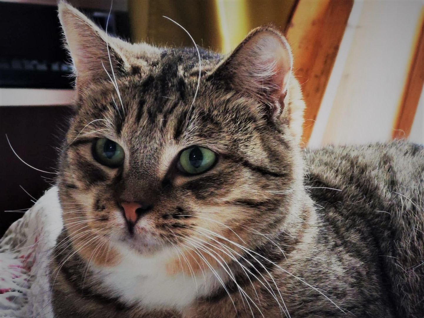 Lily on kass, kes ootab oma peret MTÜ Seltskond Käppadel hoiukodus Sindis.