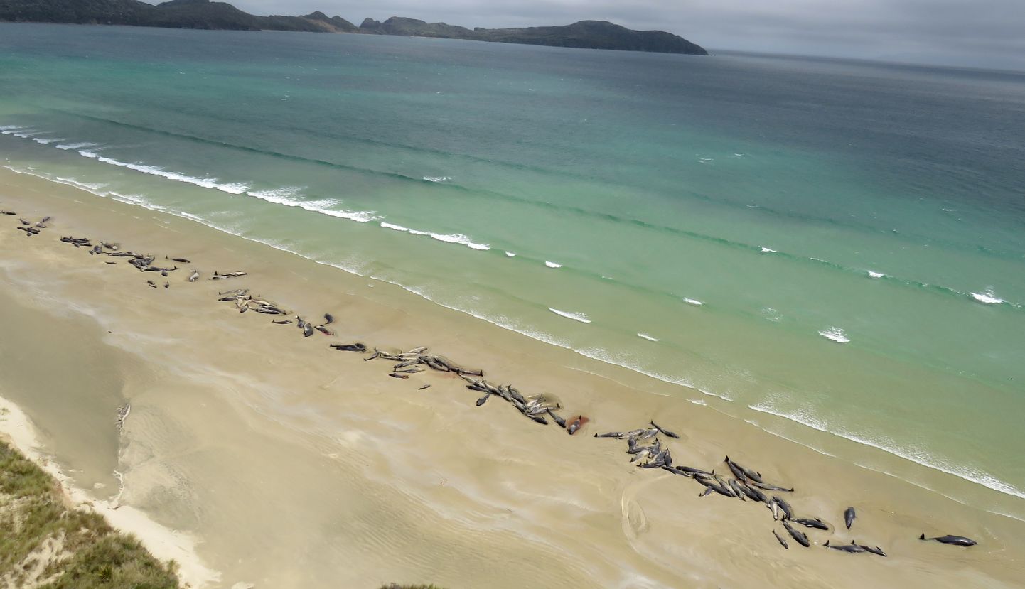 Nukker vaatepilt Uus-Meremaal - 145 grindat hukkusid rannal.