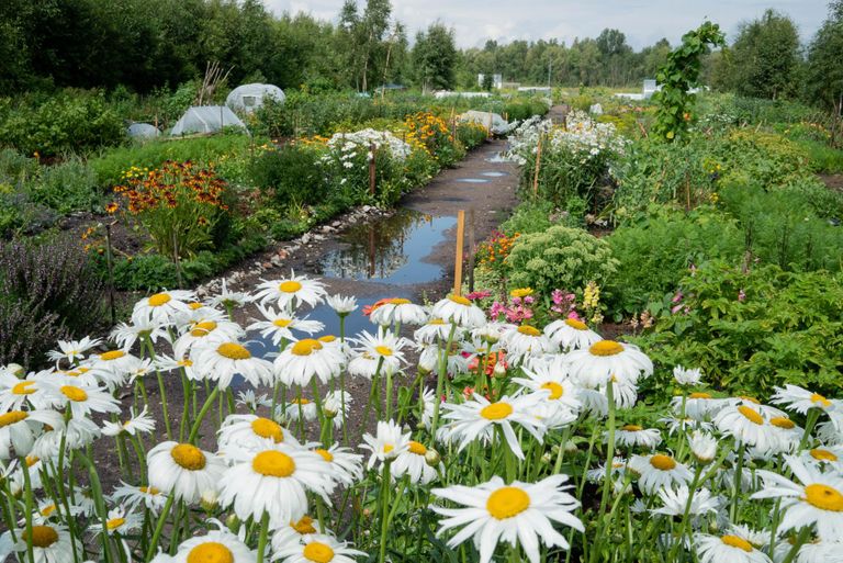 Mullu Annelinna külje alla rajatud MTÜ Tartu Maheaed Lammi aias tegutseb koos mitusada roheliste näppudega tartlast.