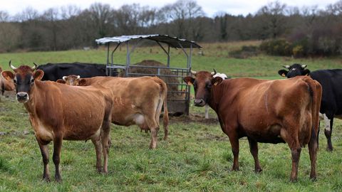 Prantsusmaal lisati külakooli päästmiseks õpilaste nimekirja viis lehma