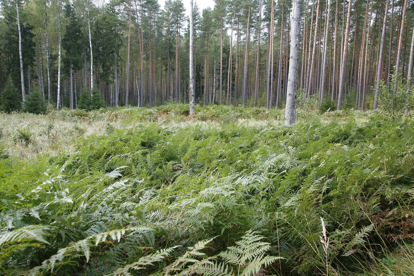 Kastna külas peab rahvusvaheline seltskond nõu metsanduse teemadel.